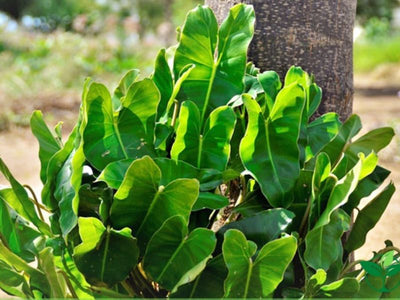 Filodendro all'Esterno: Si Può Coltivare? La Verità dal Nostro Vivaio