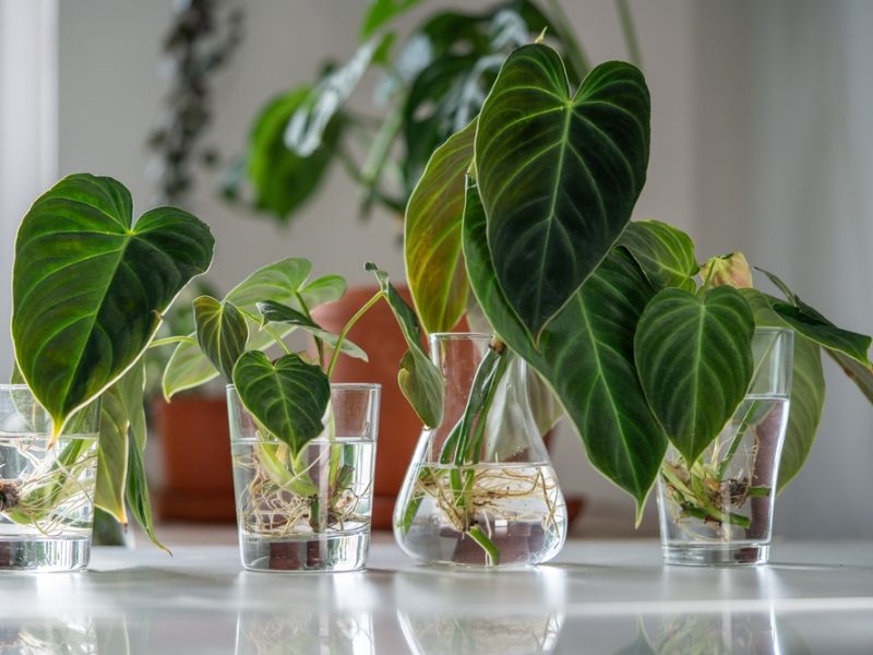Filodendro in Acqua: Idrocoltura Semplice e Senza Errori - Guida Completa