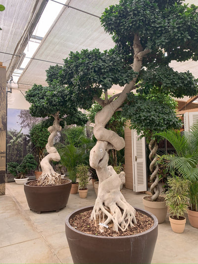 Arredo Verde e Noleggio: Trasformiamo i Tuoi Spazi con Soluzioni Verdi Personalizzate