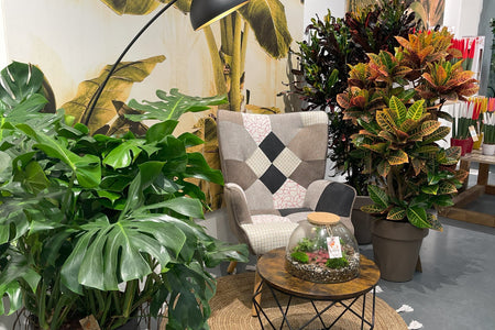 Piante da Interno Facili: Bonsai Ficus, Sansevieria Laurentii e Aglaonema per Principianti