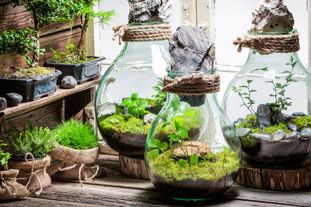 Kit Terrarium Fai da Te:  Ecosistemi Magici che Trasformano la Vita