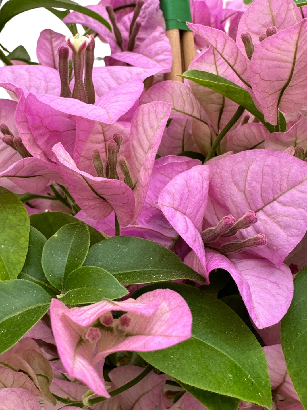 dettaglio di Fiori bouganvillea rosa 