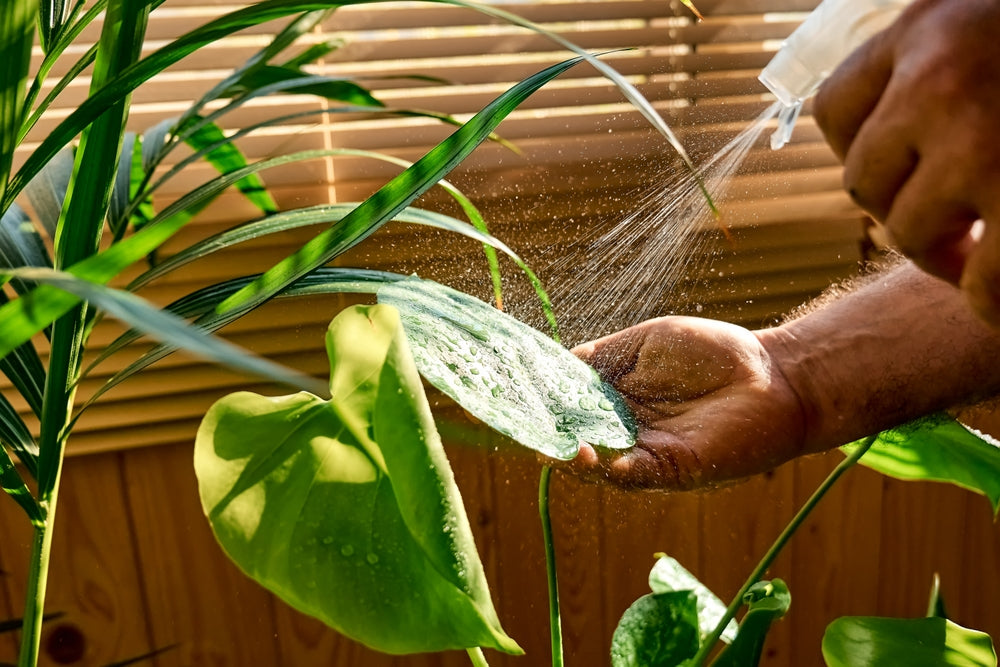 Irrigazione Piante da Interno: La Guida per un Pollice Verde Perfetto