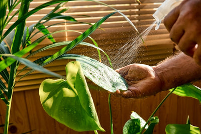 Irrigazione Piante da Interno: La Guida per un Pollice Verde Perfetto