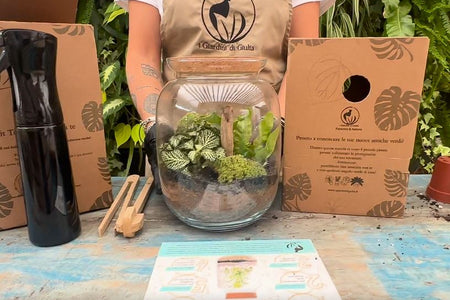 Benefici dei Terrarium di Piante Verdi: Perché Creare il Tuo Mini Giardino