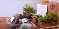 Kit competo di materiale ed accessori per la realizzazione di un terrarium di piante vive 