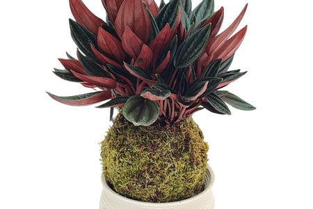 Kokedama: L'Arte Giapponese delle Sfere di Muschio che Trasforma i Tuoi Spazi
