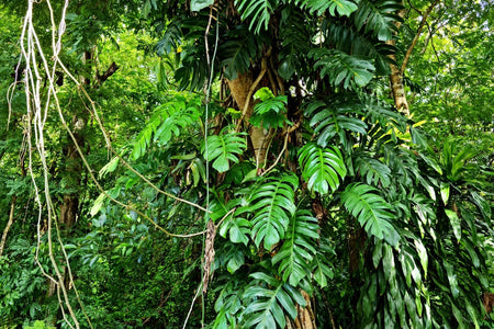 Monstera Deliciosa: la Guida Completa per una pianta Sana e Vigorosa