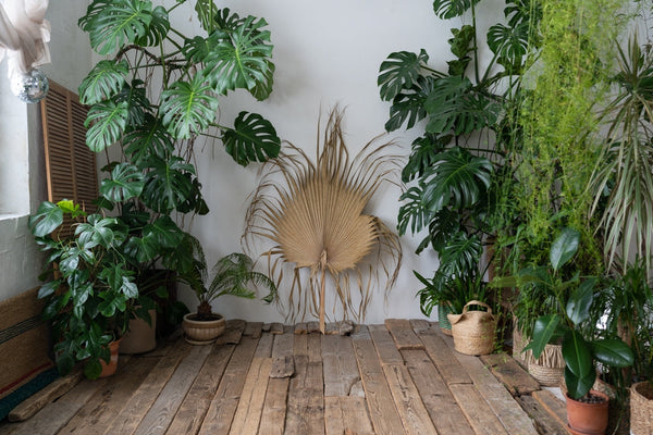 Vivere con una Monstera: Segreti, Cura e Idee per Farla Splendere in Casa