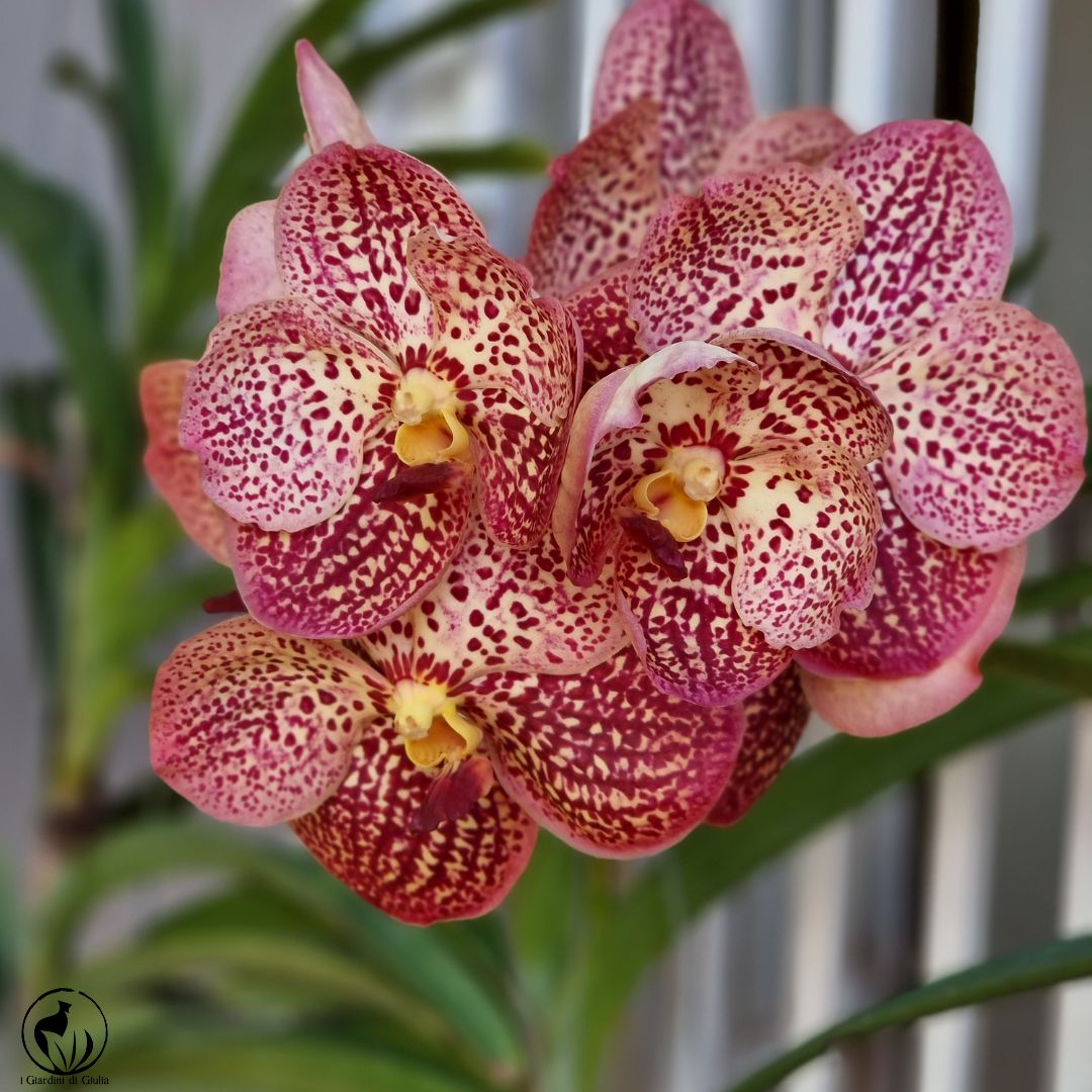 Fiori di Orchidea Vanda di colore rosa scuro particolare per le sue sfumature bianche e giallognole . 