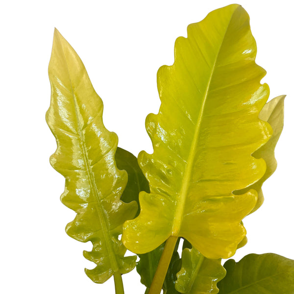 Philodendron: Le Varietà più Affascinanti per Arricchire i Tuoi Spazi Interni