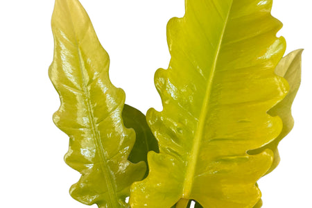Philodendron: Le Varietà più Affascinanti per Arricchire i Tuoi Spazi Interni