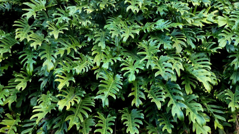 Filodendro o Philodendron :I nostri consigli per Far Prosperare la Tua Pianta