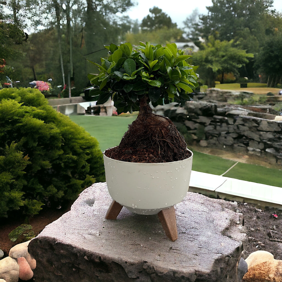 Un Bonsai Ginseng in vaso bianco accanto a decorazioni in vetro e metallo su un tavolo, con sfondo di parete in pietra.