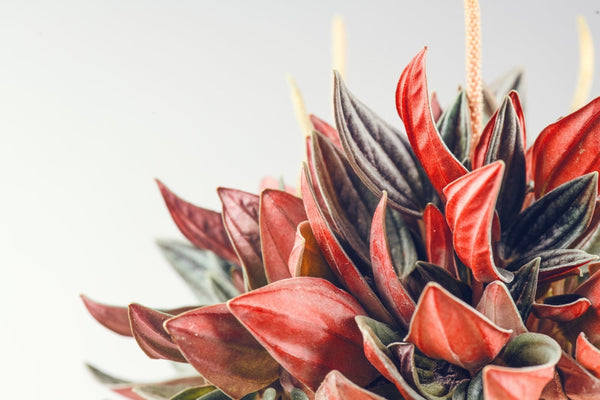 Peperomia: Come Coltivarla e Curarla per una Casa Verde Perfetta