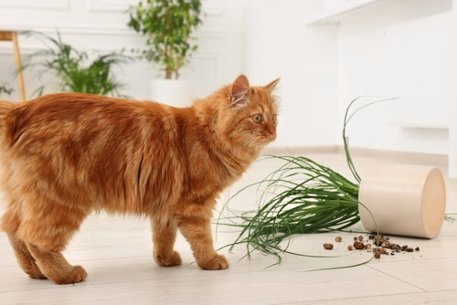 Un gatto arancione a pelo lungo accanto a una pianta d'appartamento rovesciata con terra sparsa sul pavimento bianco.
