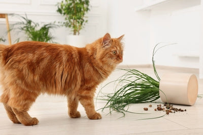 Piante e Animali Domestici: Guida alla Convivenza Sicura | Precauzioni e Alternative Pet-Friendly
