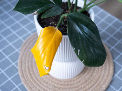 Filodendro: Perché le Foglie Ingialliscono e Come Risolverlo - La Guida del Vivaista