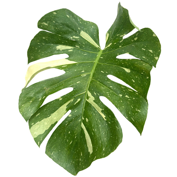 Monstera Thai Constellation: Un Capolavoro Botanico