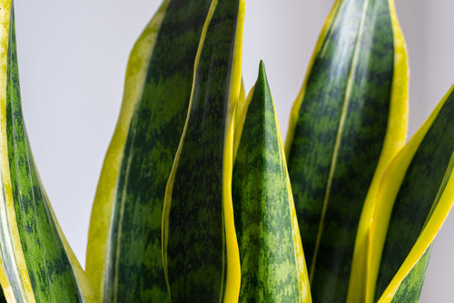 Foglie di Sansevieria laurentii trifasciata di colore verde e giallo .