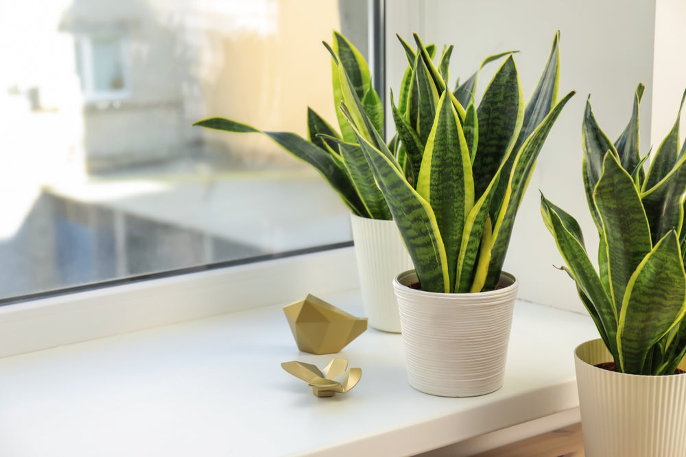 Guida Definitiva: Le Migliori Posizioni per la Sansevieria in Casa