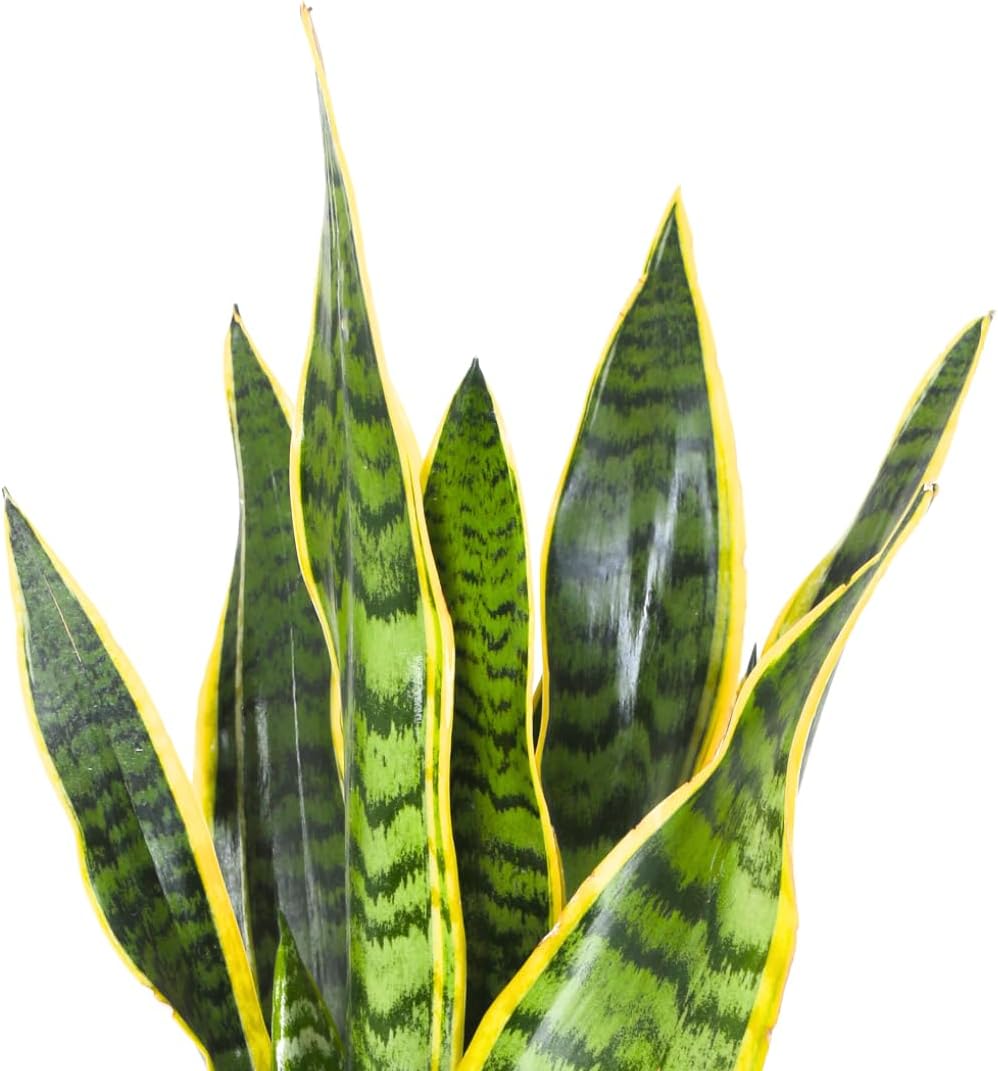 Sansevieria: La Pianta Immortale che Purifica l'Aria e Arreda Casa