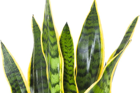 Sansevieria: La Pianta Immortale che Purifica l'Aria e Arreda Casa