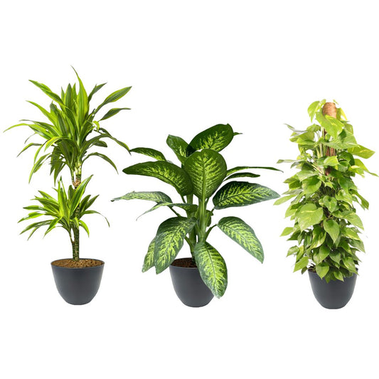TRE PIANTE VERDI DA INTERNO IN VASI DI COLORE VERDE E NERO 