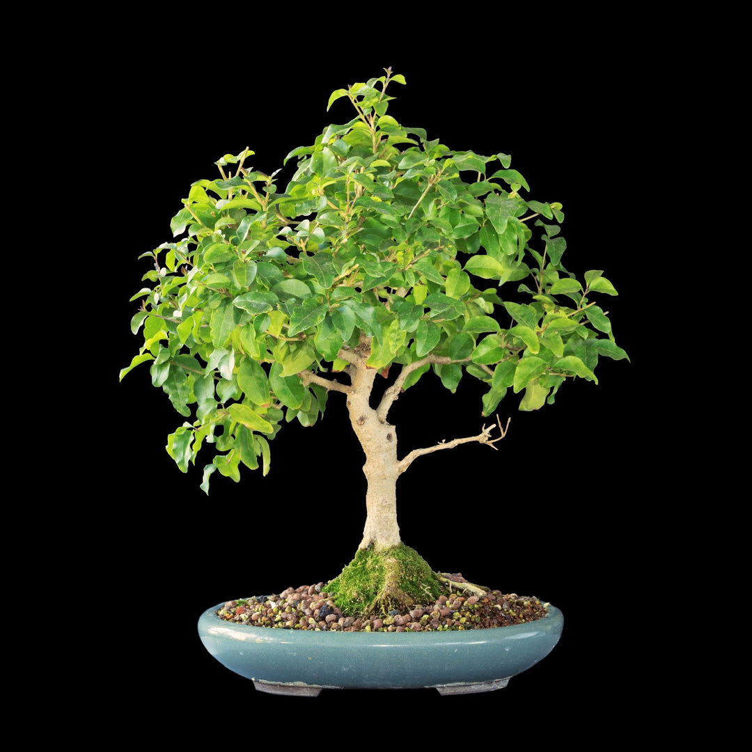 Elegante Bonsai di Ligustrum in Vaso ceramica celeste 