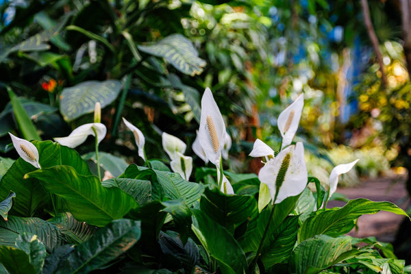 Spatifillo: Il Giglio della Pace che Purifica l'Aria e Fiorisce Tutto l'Anno