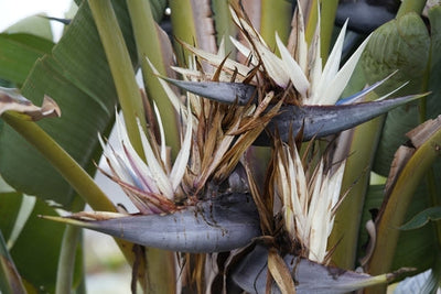 Strelitzia Nicolai: Guida alla Cura dell'Uccello del Paradiso