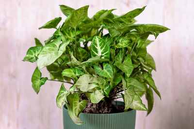 Syngonium: La Pianta Camaleonte che Trasforma le Sue Foglie e Conquista Ogni Ambiente