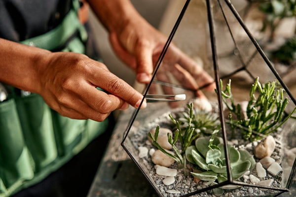 Terrarium Piante Grasse: Guida Completa per Creare il Tuo Giardino Desertico in Miniatura