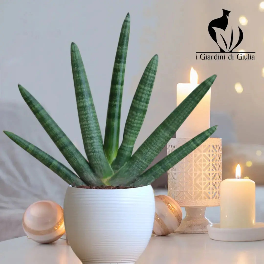 La guida completa alla cura della Sansevieria cylindrica: il segreto per avere una casa verde e trendy