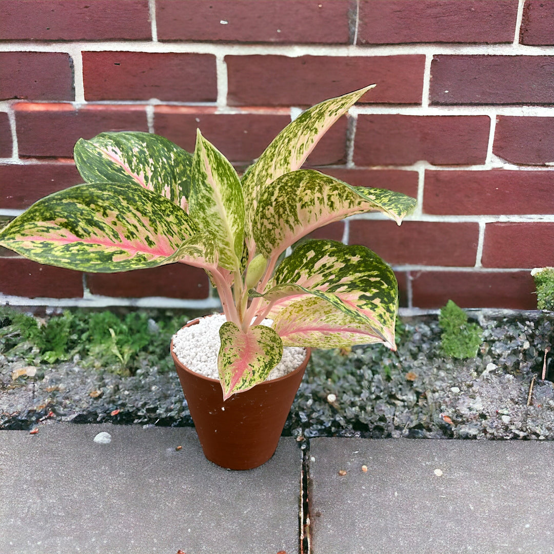 AGLAONEMA LA PIANTA CHE ASSORBE LA FORMALDEIDE - i Giardini di Giulia