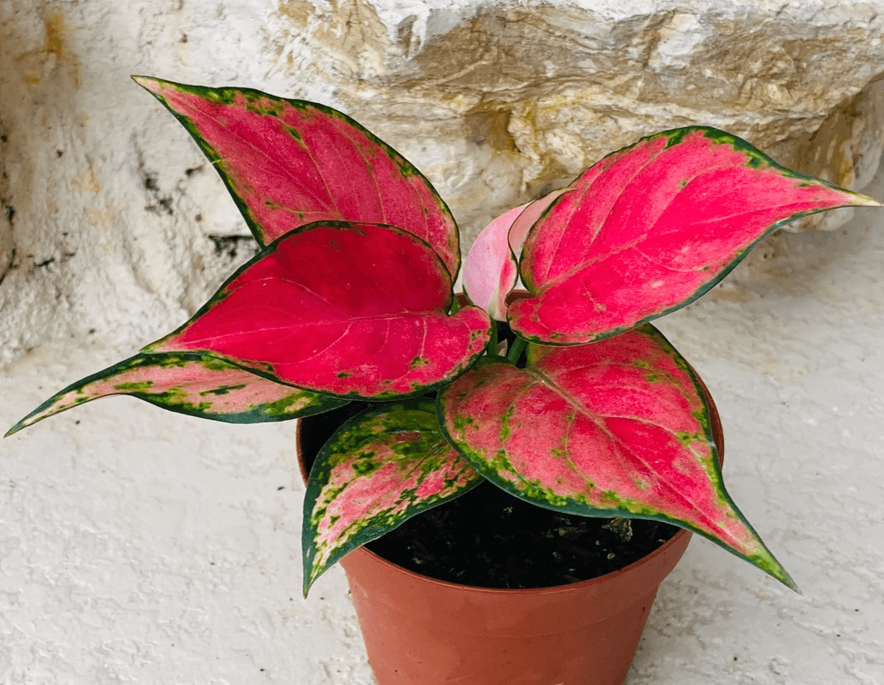 Aglaonema Lucky Red: Cura e Coltivazione del Talismano della Fortuna - i Giardini di Giulia