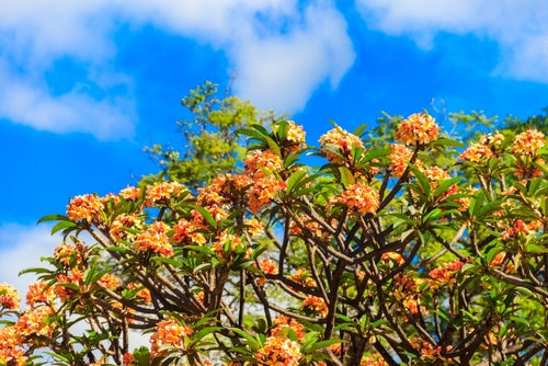 rami con fiori arancio di Plumeria Frangipani