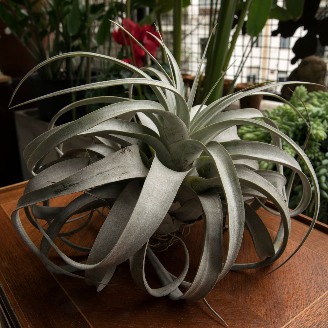 Alla Scoperta della Tillandsia Xerographica: Eleganza Botanica Senza Tempo - i Giardini di Giulia