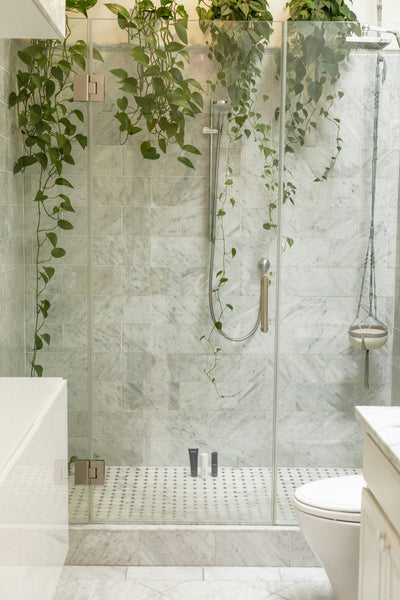 Arredare il Soggiorno con Piante Decorative: Il Tocco Verde per la Tua Casa