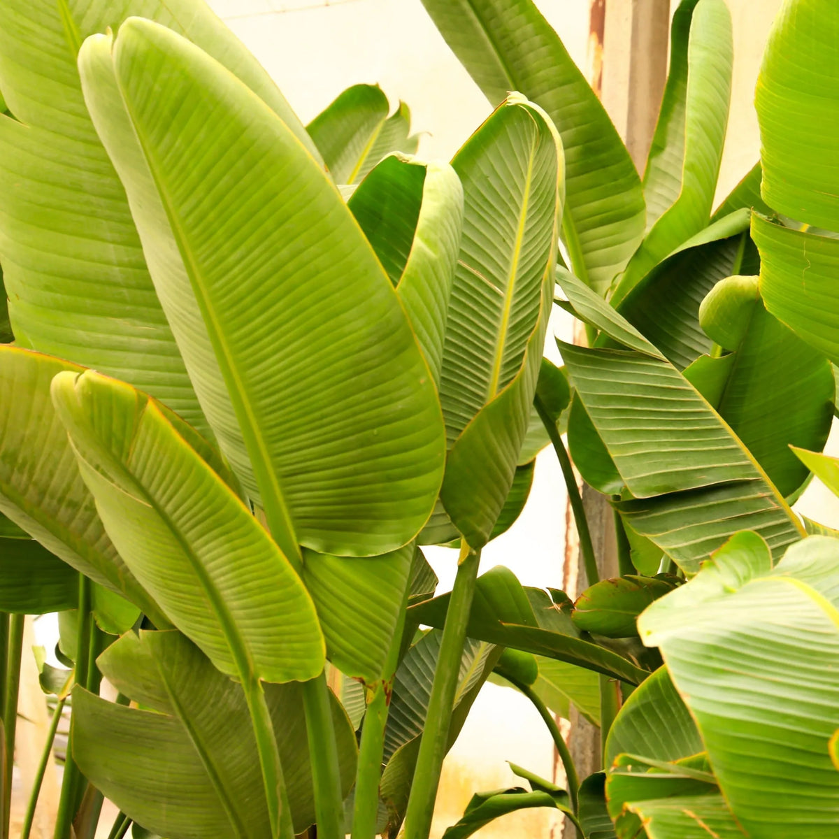Bellezza in Fiore: Tutto quello che devi sapere sulla Strelitzia Nicolai
