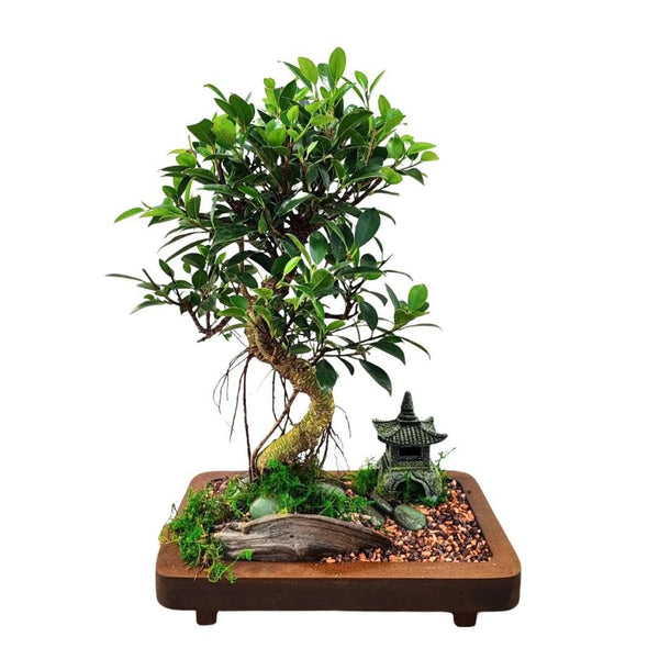 L'Arte del Bonsai: Guida Completa alla Scelta e Cura delle Miniature Viventi
