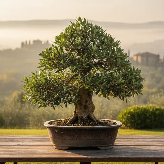 Bonsai olivo sano e rigoglioso sotto il sole diretto del Mediterraneo, simbolo di una corretta cura bonsai olivo.