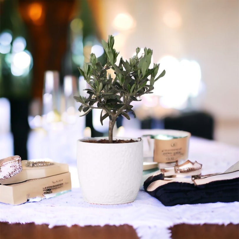 Bonsai Olivo, matrimonio stile Pugliese - i Giardini di Giulia