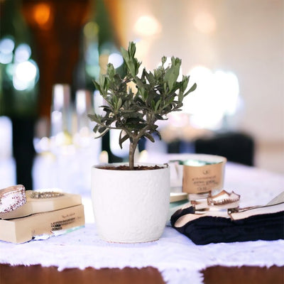 Bonsai Olivo, matrimonio stile Pugliese