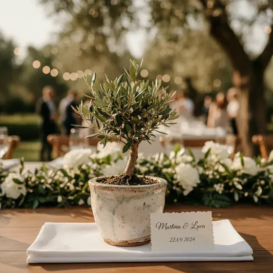 Bonsai Olivo per Matrimonio: Il Simbolo di Amore Eterno e Tradizione Pugliese