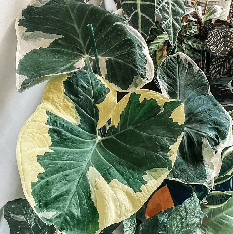 Coltivare e Prendersi Cura di Alocasia Mickey Mouse: Guida Completa per Appassionati di Piante Esotiche - i Giardini di Giulia