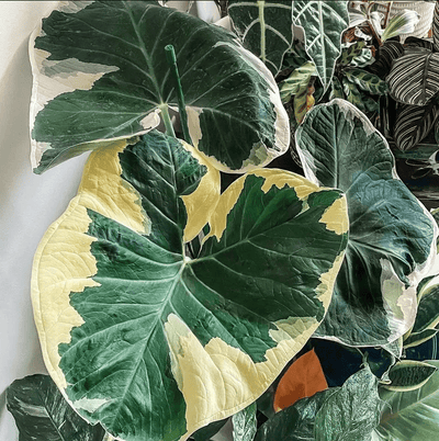 Coltivare e Prendersi Cura di Alocasia Mickey Mouse: Guida Completa per Appassionati di Piante Esotiche