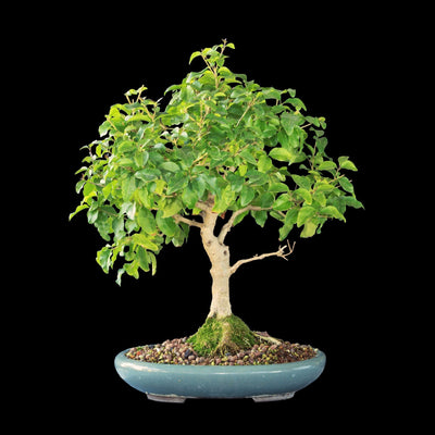 Coltivare il Bonsai di Ligustrum: Semplice Eleganza Verde