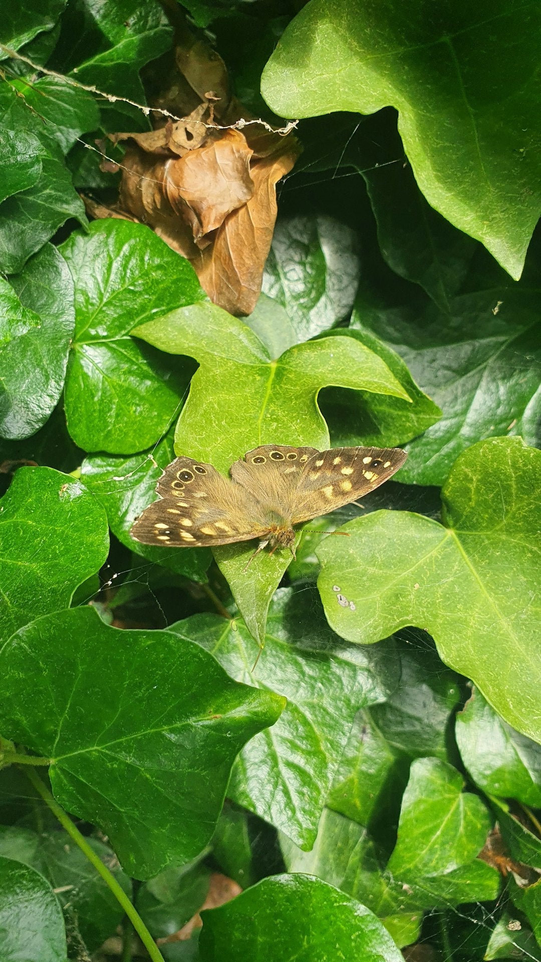 Come le Piante Rilasciano Ossigeno e Purificano l'Aria - i Giardini di Giulia