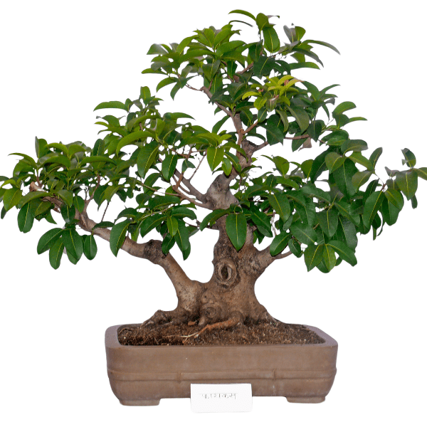 Come Scegliere il Bonsai Ficus Giusto per Te - i Giardini di Giulia